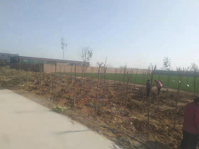 陽春三月，大地復(fù)蘇，安陽鼎諾廠區(qū)植樹活動再添綠。